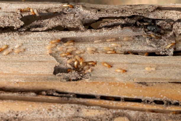 Professional Pest Control in Sunny Isles Beach, FL