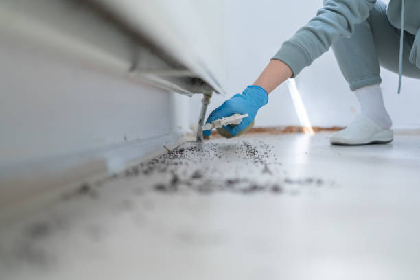 Best Local Pest Control Services  in Sunny Isles Beach, FL